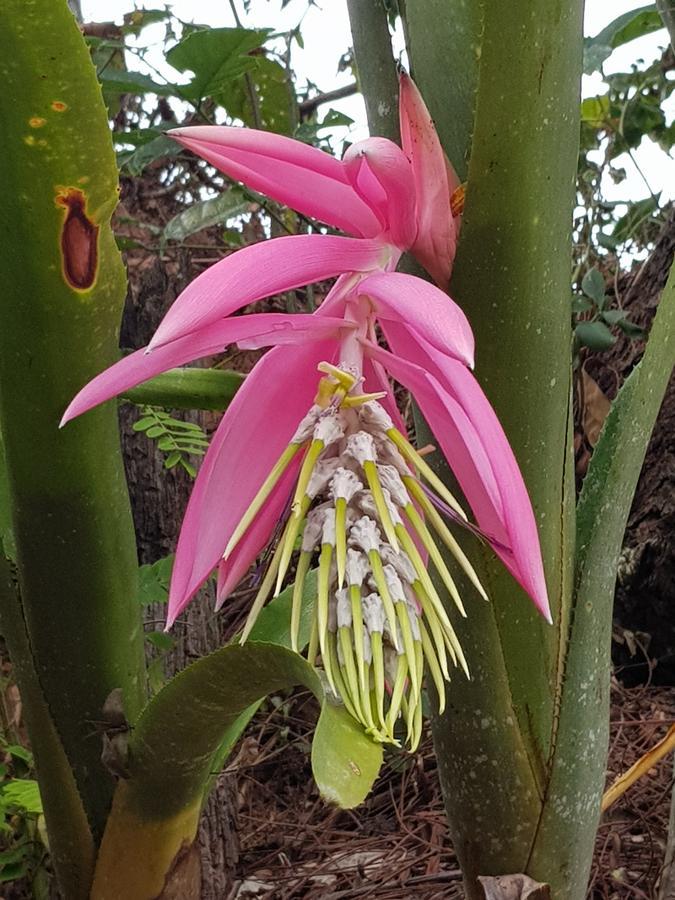 Pousada Recanto Dos Beija Flores Monte Alegre do Sul Eksteriør billede